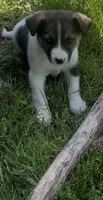Bryce, a male Norwegian Elkhound and Miniature Australian Shepherd for sale in East Rochester, NY – 2 of 7