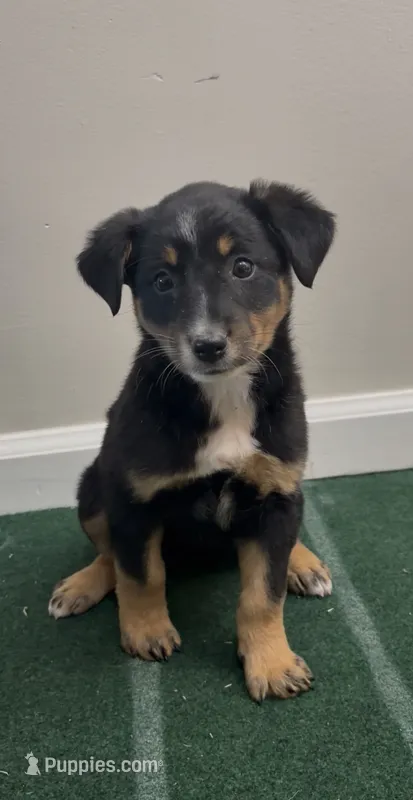 Trixie – Australian Shepherd, Border Collie puppy for sale in East Rochester, NY