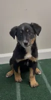 Trixie, a female Australian Shepherd and Border Collie for sale in East Rochester, NY – 4 of 5
