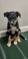 Tron, a male Australian Shepherd and Border Collie for sale in East Rochester, NY – 2 of 5
