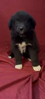 Blade , a male Australian Shepherd for sale in East Rochester, NY – 4 of 4