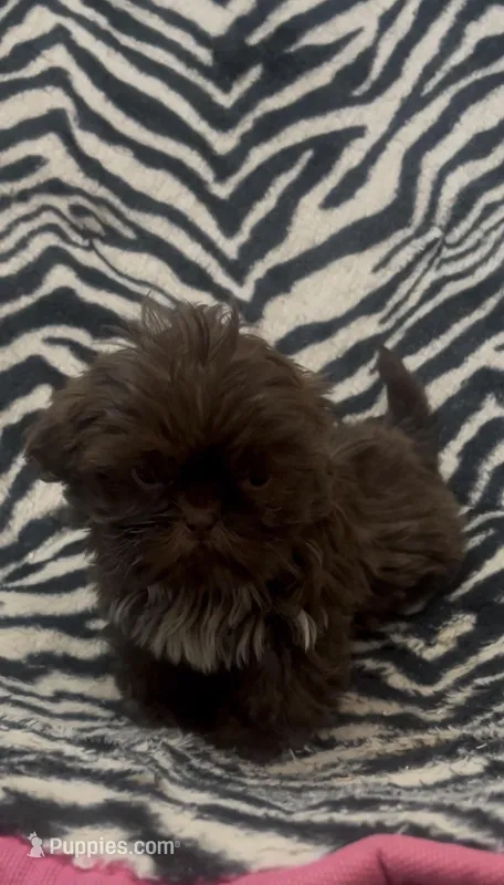 Tinyy, a male Shih Tzu for sale in Webster, NY – Photo 1 of 8