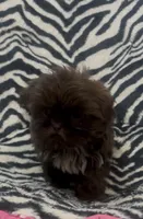 Tinyy, a male Shih Tzu for sale in Webster, NY – Photo 4 of 8