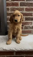 Rolly, a male Golden Retriever for sale in East Rochester, NY – 3 of 5