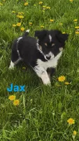Jax, a male Australian Shepherd and Border Collie for sale in East Rochester, NY – Photo 3 of 9