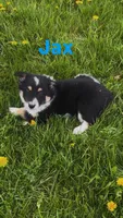 Jax, a male Australian Shepherd and Border Collie for sale in East Rochester, NY – Photo 9 of 9