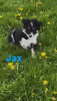Jax, a male Australian Shepherd and Border Collie for sale in East Rochester, NY – Photo 4 of 9