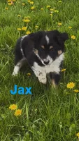 Jax, a male Australian Shepherd and Border Collie for sale in East Rochester, NY – Photo 2 of 9