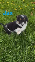 Jax, a male Australian Shepherd and Border Collie for sale in East Rochester, NY – Photo 6 of 9