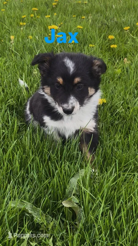 Jax – Australian Shepherd, Border Collie puppy for sale in East Rochester, NY