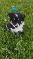 Jax, a male Australian Shepherd and Border Collie for sale in East Rochester, NY – Photo 1 of 9