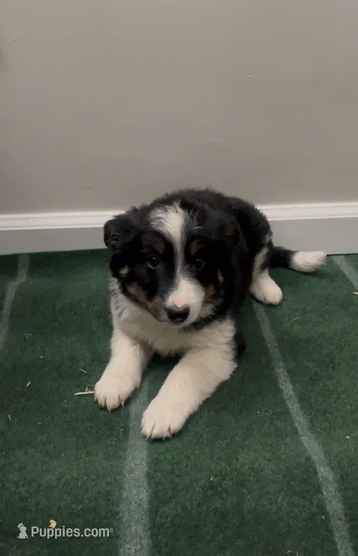 Daisy  – Australian Shepherd puppy for sale in East Rochester, NY
