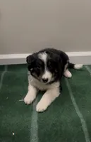 Daisy , a female Australian Shepherd for sale in East Rochester, NY – 1 of 5