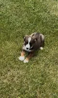 Greg , a male Australian Cattle Dog and Australian Shepherd for sale in East Rochester, NY – 5 of 9