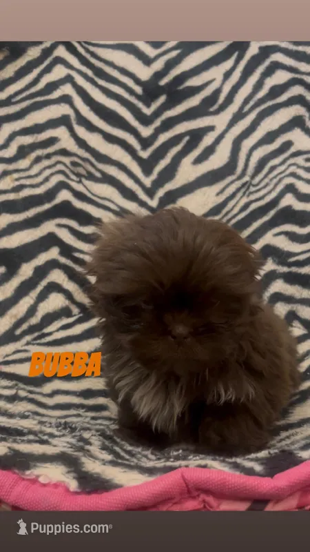 Bubba, a male Shih Tzu for sale in Webster, NY – Photo 1 of 4