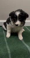 Daisy , a female Australian Shepherd for sale in East Rochester, NY – 2 of 5