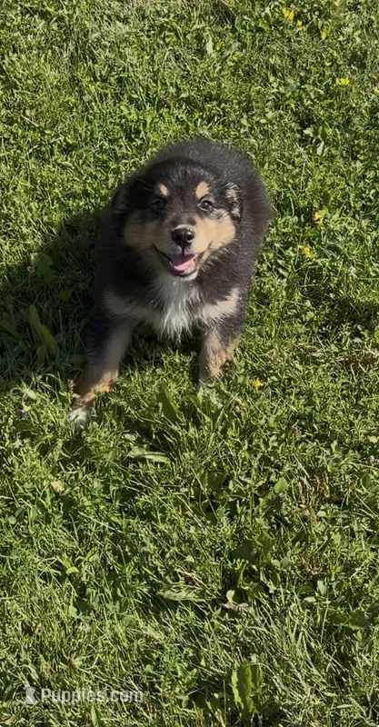 Brownie  – Australian Shepherd puppy for sale in East Rochester, NY