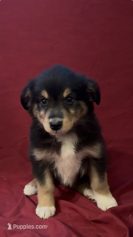 Brownie  – Australian Shepherd puppy for sale in East Rochester, NY