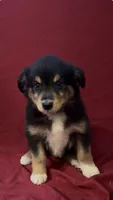 Brownie , a female Australian Shepherd for sale in East Rochester, NY – 2 of 4