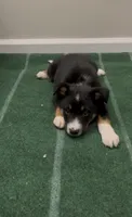 Dove, a female Australian Shepherd for sale in East Rochester, NY – 5 of 6