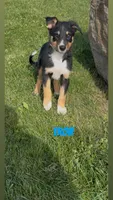 Tron, a male Australian Shepherd and Border Collie for sale in East Rochester, NY – 3 of 7