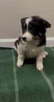 Daisy , a female Australian Shepherd for sale in East Rochester, NY – 3 of 5