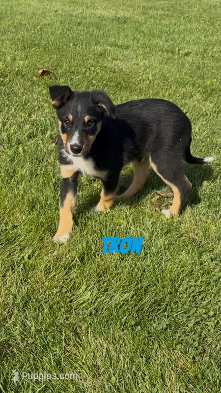 Tron – Australian Shepherd, Border Collie puppy for sale in East Rochester, NY