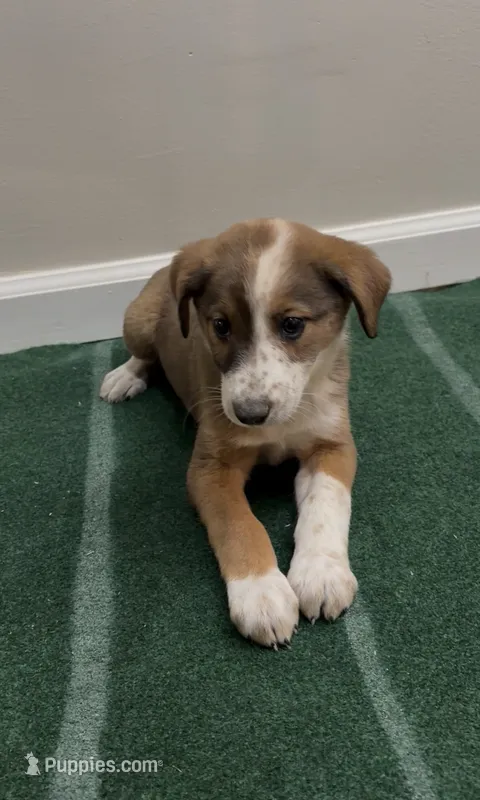 Daisy – Australian Shepherd, Border Collie puppy for sale in East Rochester, NY