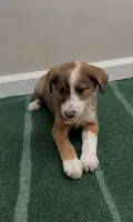 Daisy, a female Australian Shepherd and Border Collie for sale in East Rochester, NY – 6 of 6