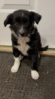 Tammy, a female Border Collie for sale in East Rochester, NY – 4 of 4