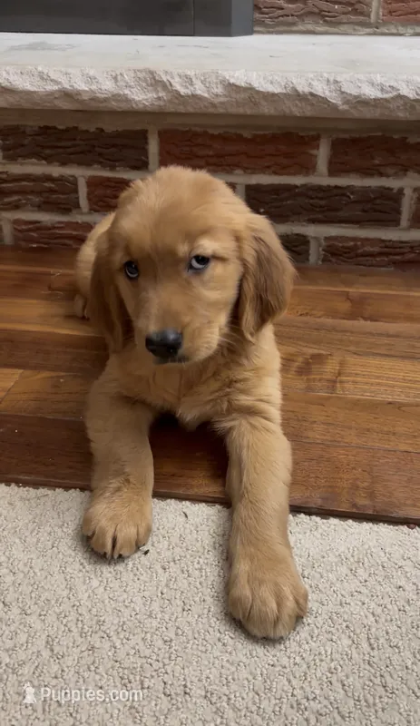 Raven  – Golden Retriever puppy for sale in East Rochester, NY