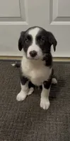 Blake , a male Border Collie for sale in East Rochester, NY – 3 of 6