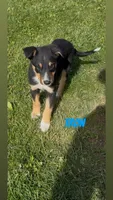 Tron, a male Australian Shepherd and Border Collie for sale in East Rochester, NY – 4 of 7