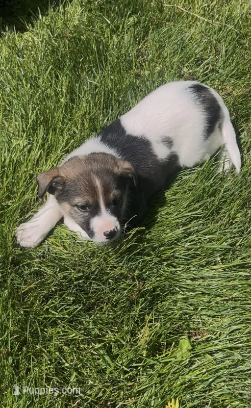 Bryce – Norwegian Elkhound, Miniature Australian Shepherd puppy for sale in East Rochester, NY