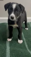 Tyler , a male Border Collie for sale in East Rochester, NY – 3 of 5