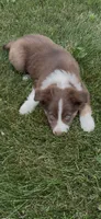 Ryan, a male Miniature Australian Shepherd for sale in East Rochester, NY – 2 of 10