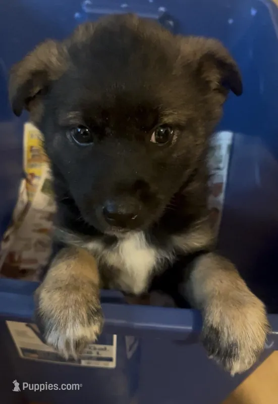 Blake  – Shetland Sheepdog, Miniature American Shepherd puppy for sale in East Rochester, NY