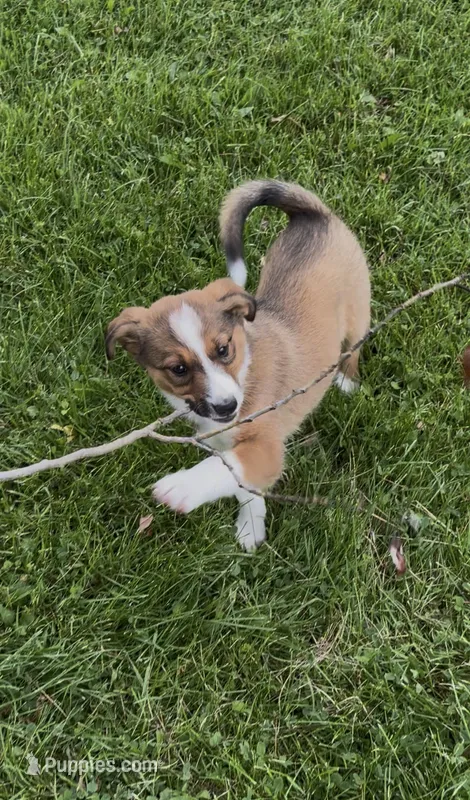 Gabby – Australian Cattle Dog, Australian Shepherd puppy for sale in East Rochester, NY