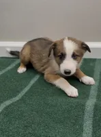 Bella , a female Australian Shepherd and Border Collie for sale in East Rochester, NY – 5 of 5