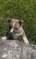 Belle, a male Norwegian Elkhound and Miniature Australian Shepherd for sale in East Rochester, NY – 3 of 4