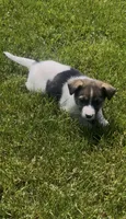 Bryce, a male Norwegian Elkhound and Miniature Australian Shepherd for sale in East Rochester, NY – 3 of 7