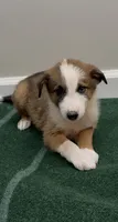 Bella , a female Australian Shepherd and Border Collie for sale in East Rochester, NY – 1 of 5