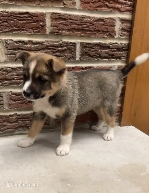 Belle – Norwegian Elkhound, Miniature Australian Shepherd puppy for sale in East Rochester, NY