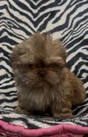 Tarzan, a male Shih Tzu for sale in Webster, NY – Photo 1 of 6