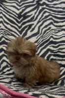 Tarzan, a male Shih Tzu for sale in Webster, NY – Photo 4 of 6