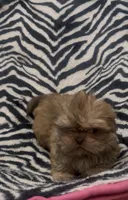 Tarzan, a male Shih Tzu for sale in Webster, NY – Photo 3 of 6