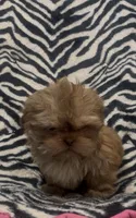 Tarzan, a male Shih Tzu for sale in Webster, NY – Photo 5 of 6