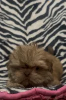 Tarzan, a male Shih Tzu for sale in Webster, NY – Photo 2 of 6