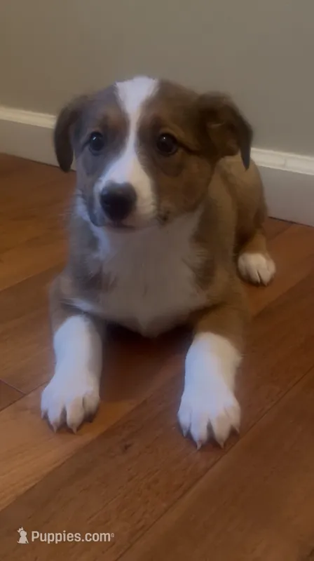 Gabby – Australian Cattle Dog, Australian Shepherd puppy for sale in East Rochester, NY