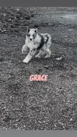 Grace , a female Australian Shepherd and Poodle - Miniature  for sale in Webster, NY – Photo 6 of 8